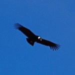 Condor delle Ande